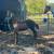 Walking horse colt 1 thumbnail