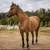 QH Gelding - Registered 1 thumbnail