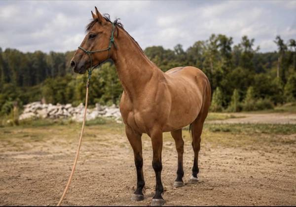 QH Gelding - Registered 1