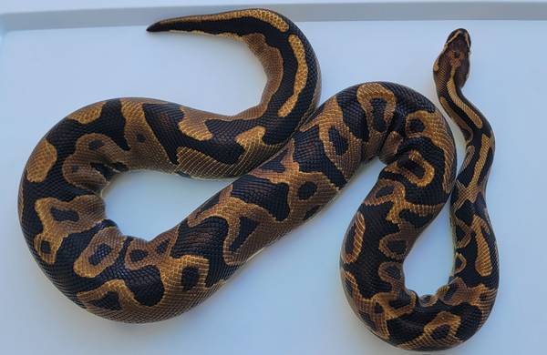 Female Leopard ball python63373486531329122