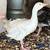 Sebastopol Goslings (Geese Babies) 2M/3F 3 thumbnail