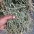 Alfalfa rounds 7 thumbnail
