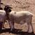 Dorper ram 2 thumbnail