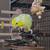 Parrotlet rehoming 3 thumbnail
