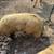 2 Kune Kune gilts 2 thumbnail