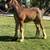 Bay Roan Gypsy Colt 5 thumbnail