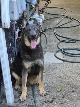 BLUE Sheppard security 1