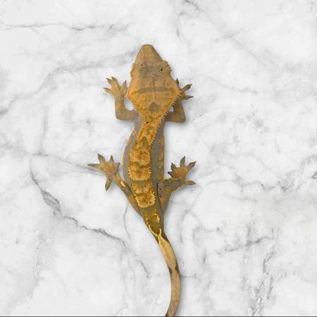 Crested Gecko (Phoenix)63905906174210122