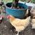 rehoming 16 laying hens & 3 ducks 7 thumbnail