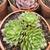 SUCCULENTS: Echeveria and other plants for sale: Large Variety $5 each 8 thumbnail