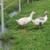 Geese/Goslings 1 thumbnail