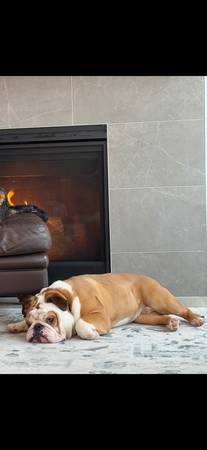 Rehoming this beautiful 2 yr old English Bulldog63684398503939124