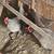 2 and 3 year old hens 3 thumbnail