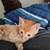 4 Kittens Looking for the Perfect Forever Home 8 thumbnail
