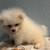 White pom 3 thumbnail