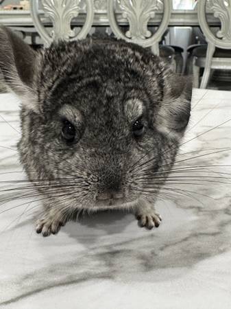 2 Chinchillas para reubicar (Corpus Christi)63622346107651124
