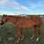Gelding 2 thumbnail
