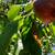 Back Yard Fruit Orchard For Lease -  Ideal for Farmers' Market Sellers 6 thumbnail