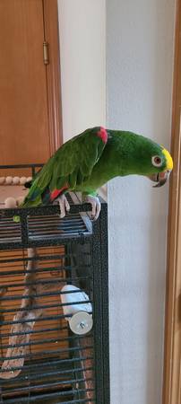 Yellow Crowned Amazon Parrot (Federal Way)556768574435512323