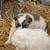 Great Pyrenees 7 thumbnail