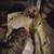 Free puppies 13 thumbnail