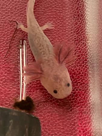 Axolotls disponibles para reubicación (Jensen Beach)63667828925571122