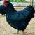 Healthy Laying Hens 2 thumbnail