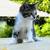 kittens 4 thumbnail