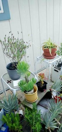 Plantas: Aloe grande, lilas, árboles de secuoya, suculentas y más... Barato - 2 $ (ciudad Redwood)63470081413761122