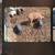 Feeder piglets 4 thumbnail