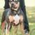 XL American Bully Male 5 thumbnail