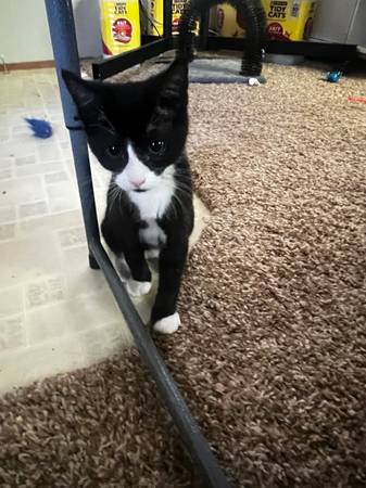homing 4 month old stray kitten (Moses lake)63656878646529122