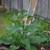 Comfrey Plants (Heirloom) 3 thumbnail