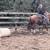 Nice 4-H/OHSET/Trails Gelding 7 thumbnail