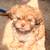 Shih tzu pups 6 thumbnail