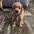 Mini poodle puppies 1 thumbnail