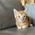 Cute friendly kittens $60 7 thumbnail