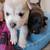 Alaskan Pit bull Puppies 4 thumbnail