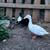 Peaking Ducks 1 thumbnail