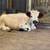 Mini Highland Bull 1 thumbnail