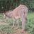 Mini Jenny foal donkey 2 thumbnail