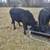 4 Black Angus Heifers 8 thumbnail