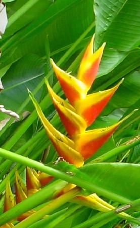 Heliconias & Ginger 1