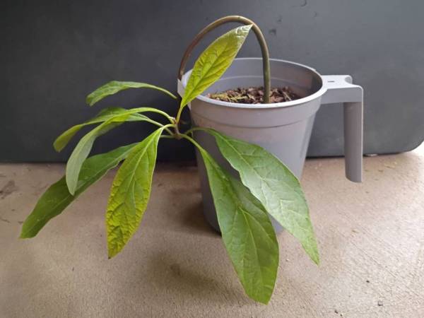 Hanging Avocado Sapling 1