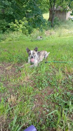 1 year old cattle dog mix female 1