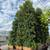 Ficus nitida indian laurel privacy hedge 5 thumbnail