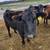 Beef cows 1 thumbnail