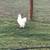 Rooster 6 thumbnail