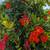 Pomegranate Tree 5 thumbnail