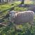 East Friesian dairy sheep: lambs 1 thumbnail